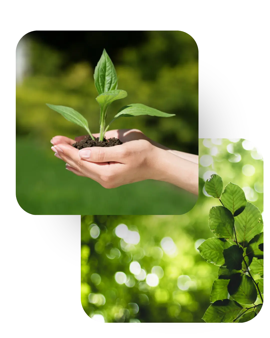 Eco Packaging Himalayan Kesari